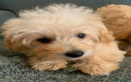 Pomapoo dogs for sale:  beautiful Pomapoo puppies - Image 9