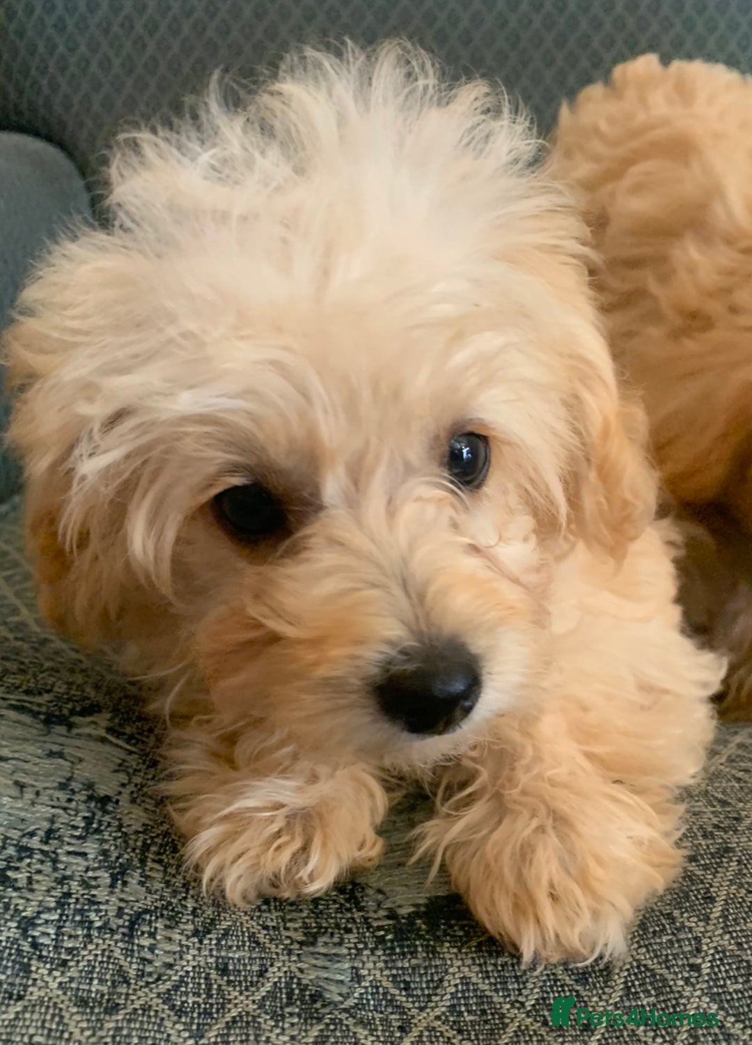 Pomapoo dogs for sale:  beautiful Pomapoo puppies - Image 9