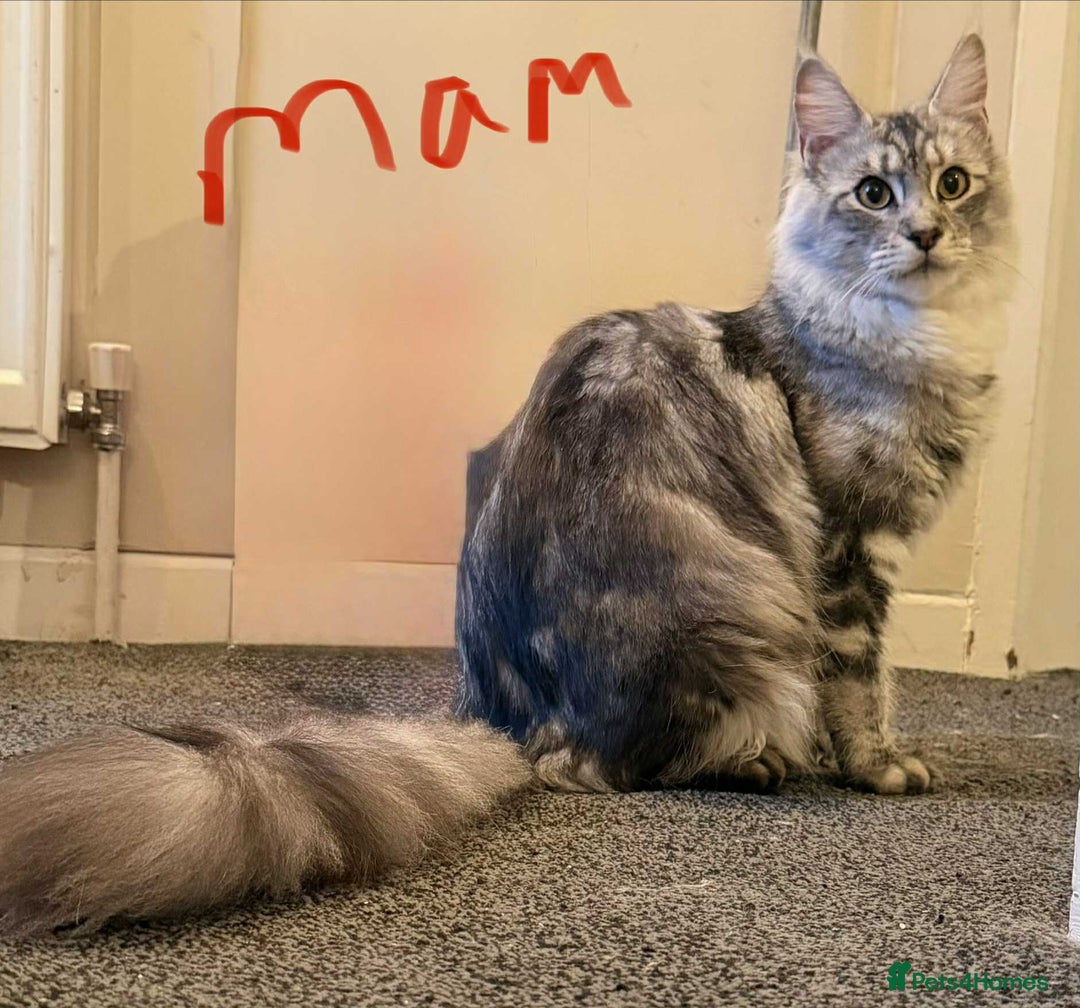 Maine Coon cats for sale: Maine coon kittens ready on 22/12/25 - Advert 6