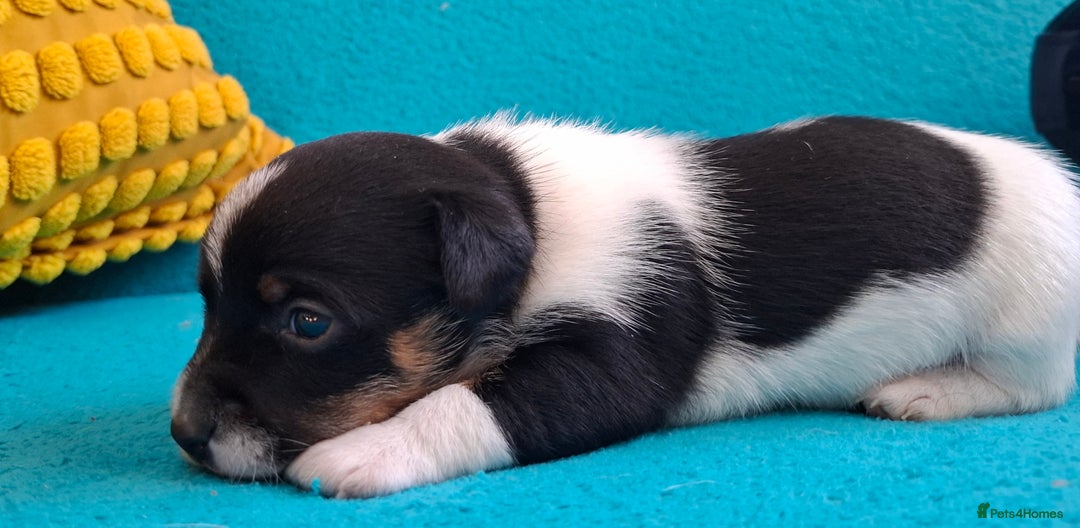 Jack Russell dogs for sale: Quality pure bred  Jack Russel babies  - Advert 15