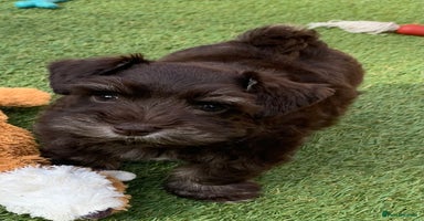 Miniature Schnauzer dogs - Advert 15