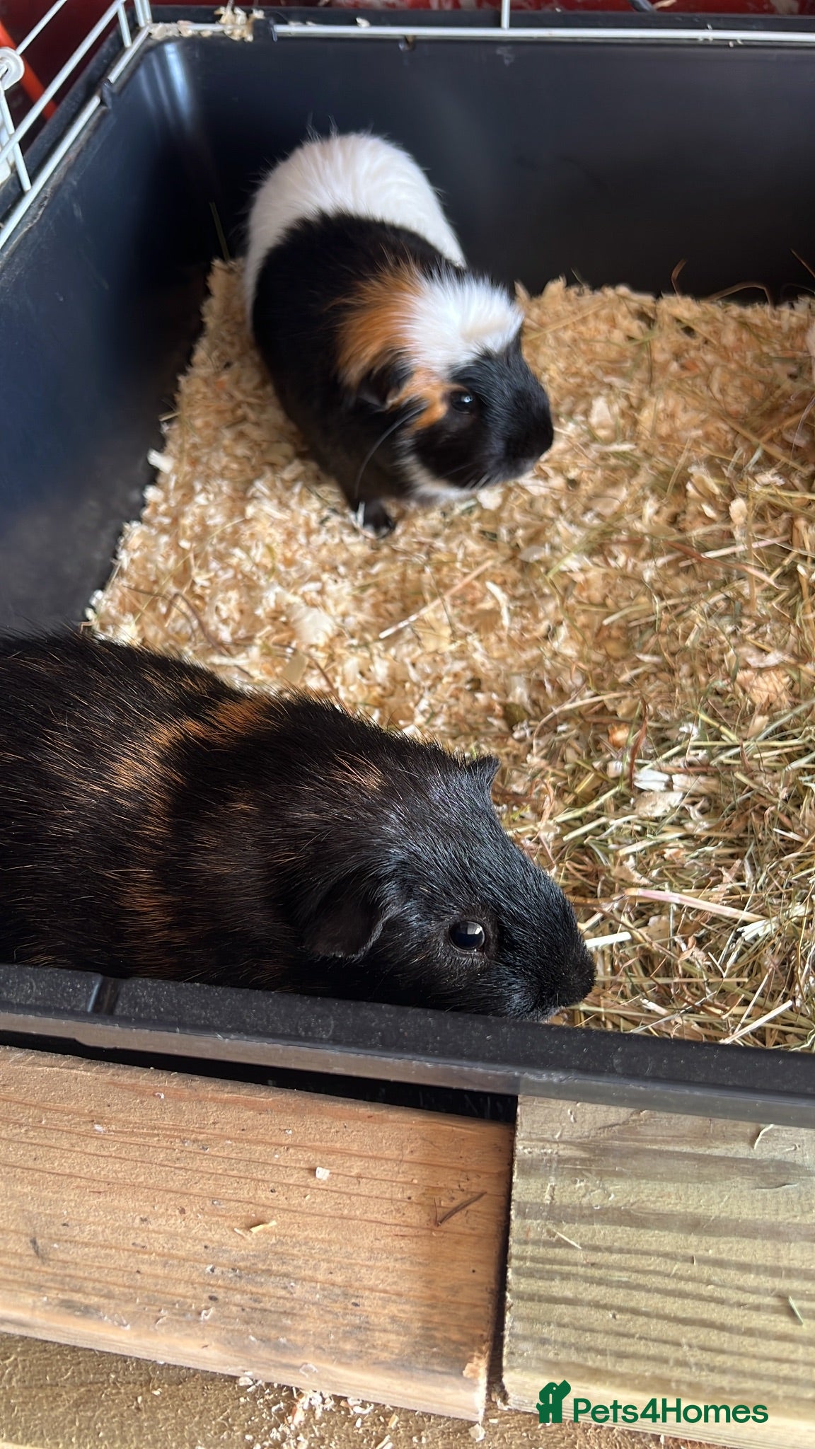 Guinea Pig rodents Two male guinea pigs  - Advert 1