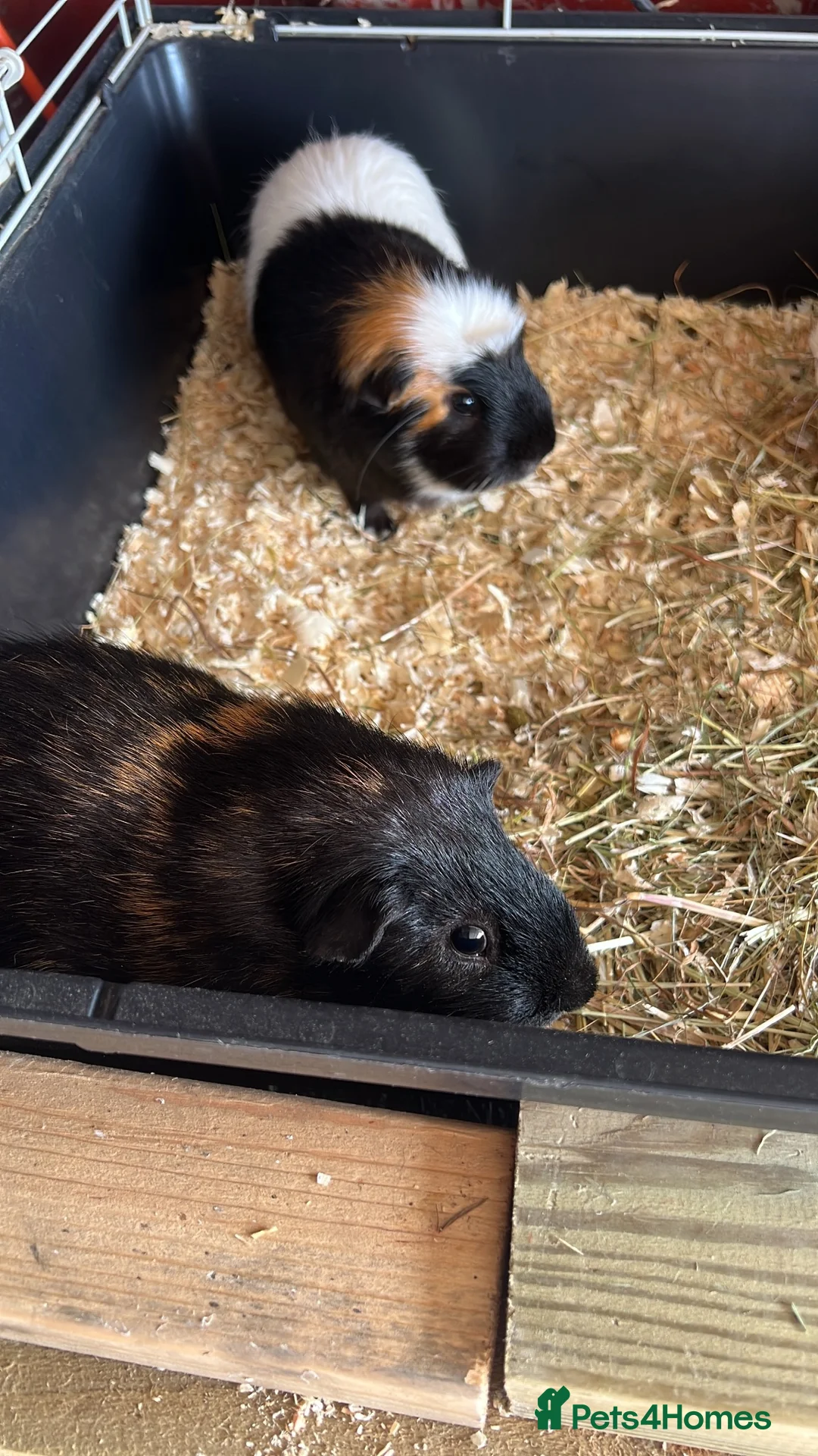 Guinea Pig rodents for sale: Two male guinea pigs  - Advert 1