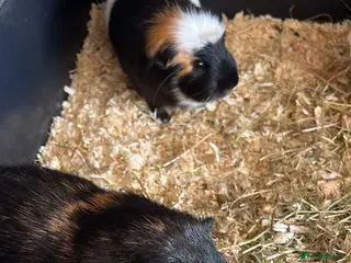 Guinea Pig rodents Two male guinea pigs - Advert 1