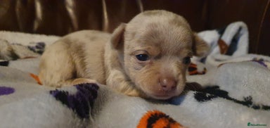 Chihuahua dogs Stunning litter of chihuahua puppies - Advert 4