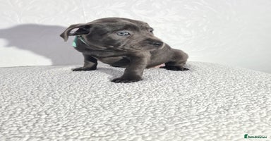 Staffordshire Bull Terrier dogs - Advert 7