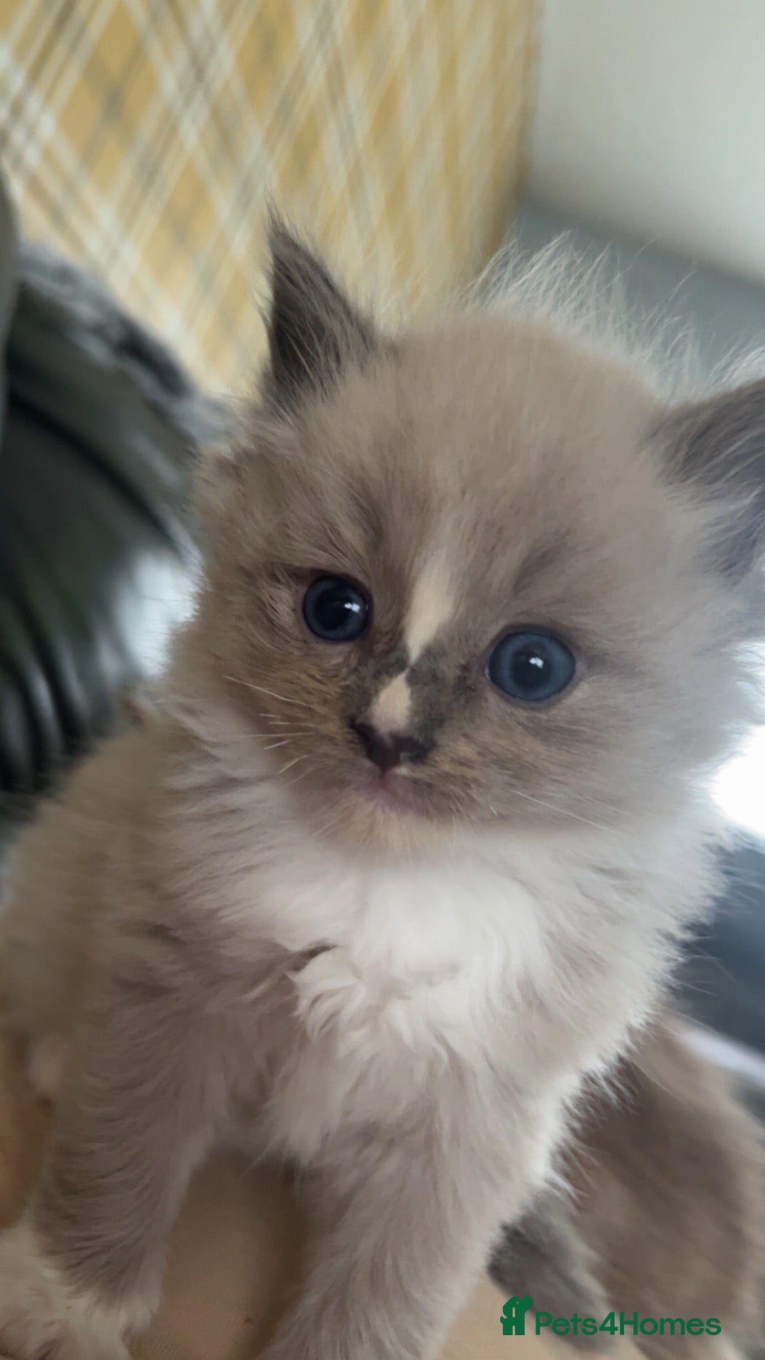 Ragdoll cats Fully Registered Ragdoll Kittens  - Advert 1