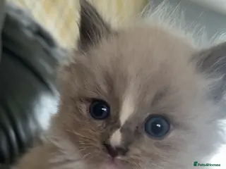 Ragdoll cats Fully Registered Ragdoll Kittens - Advert 1