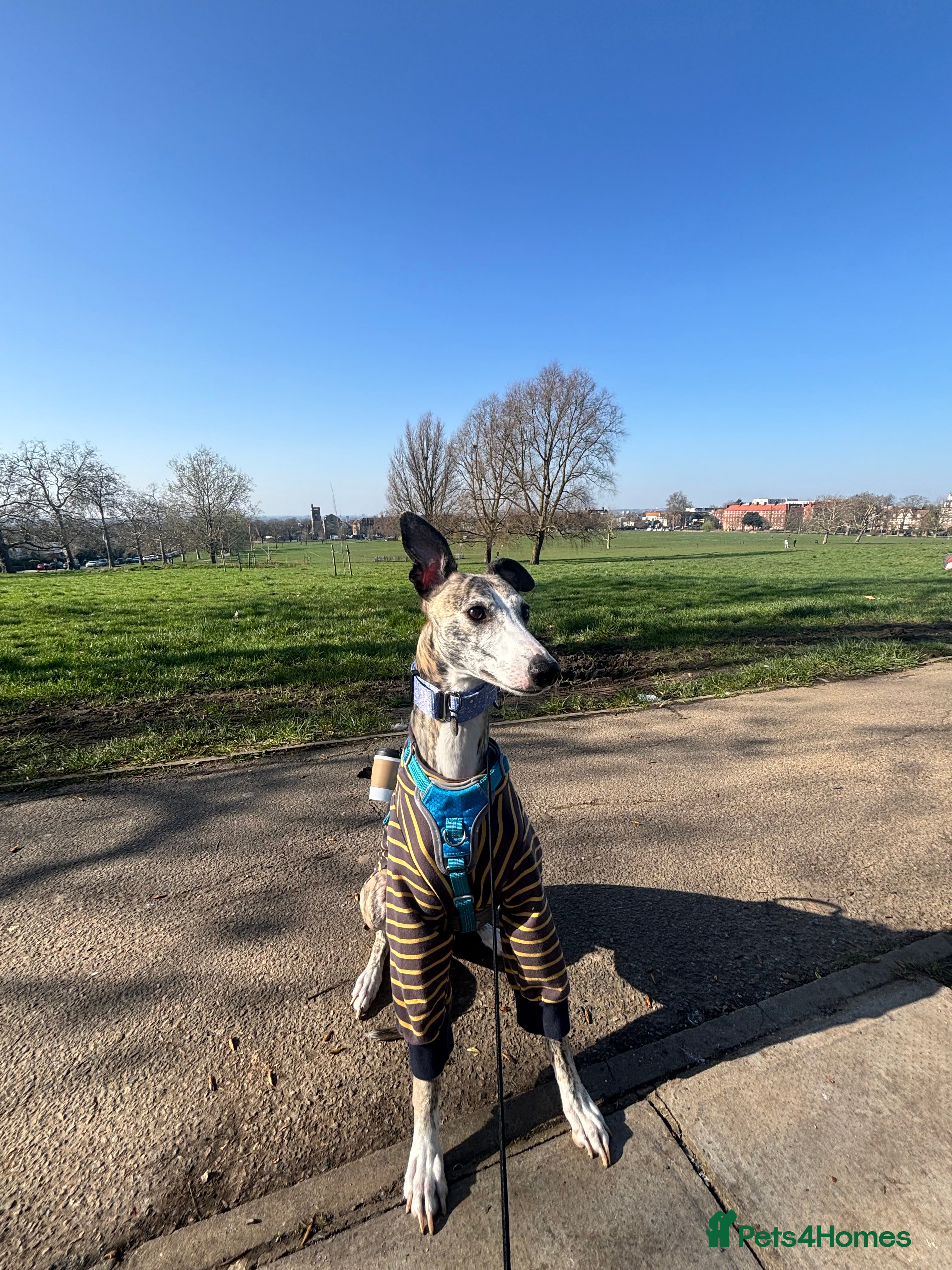 Whippet dogs Whippet – 4 Years Old  - Advert 1