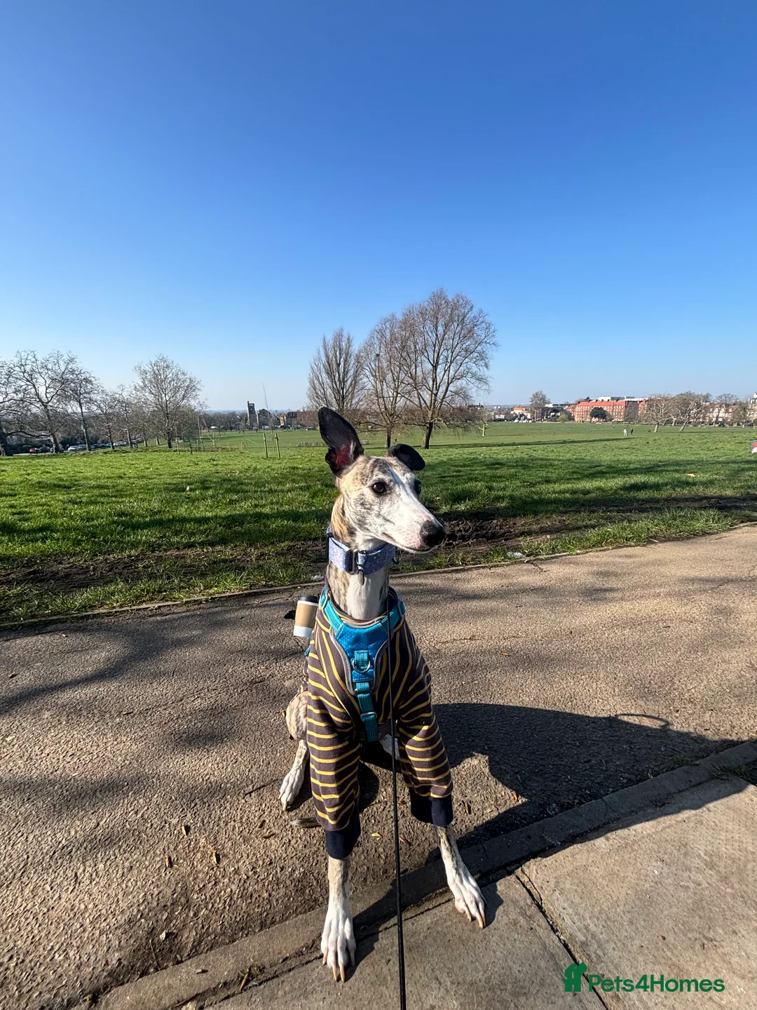 Whippet dogs for sale: Whippet – 4 Years Old  - Advert 1