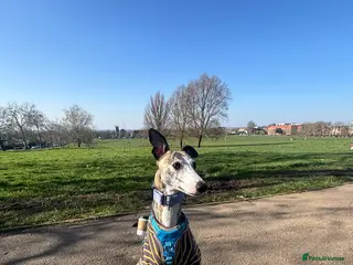 Whippet dogs Whippet – 4 Years Old - Advert 2