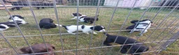 Sprocker dogs for sale: Working Sprocker pups for sale in Sheffield - Advert 12