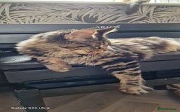 Maine Coon cats for sale: Female MCO - Image 4