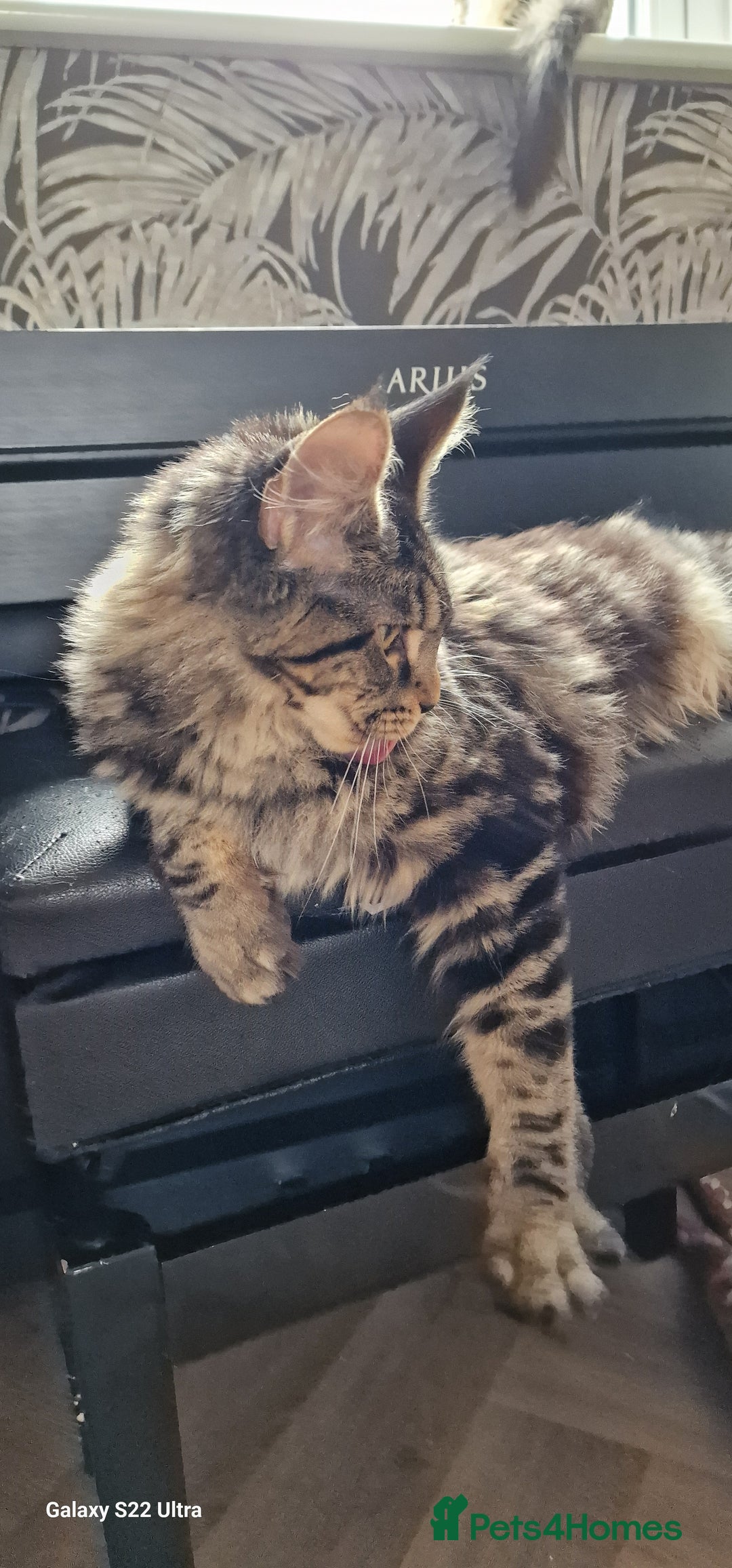 Maine Coon cats for sale: Female MCO - Image 4