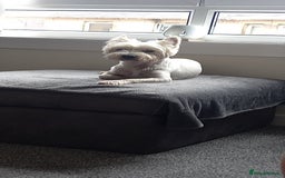 West Highland Terrier dogs for stud: Stud.. in Greenock - Image 7