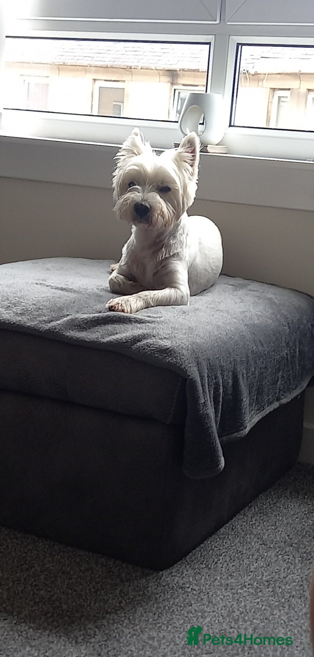 West Highland Terrier dogs for stud: Stud.. in Greenock - Image 7