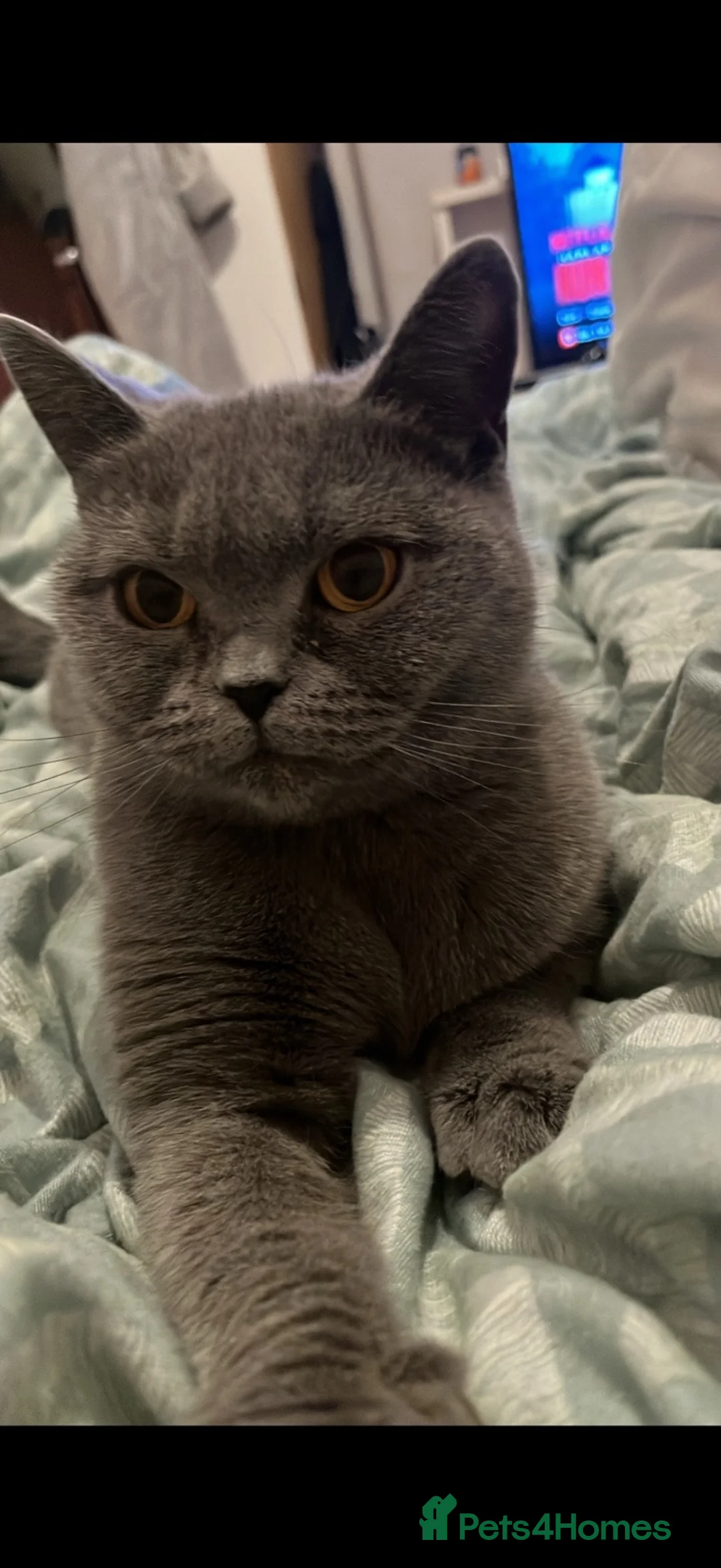 British Shorthair cats for sale: British Shorthair Looking for a Home 🐾 in London - Advert 2