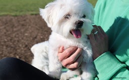Maltese dogs for sale: Maltese puppies - Image 8