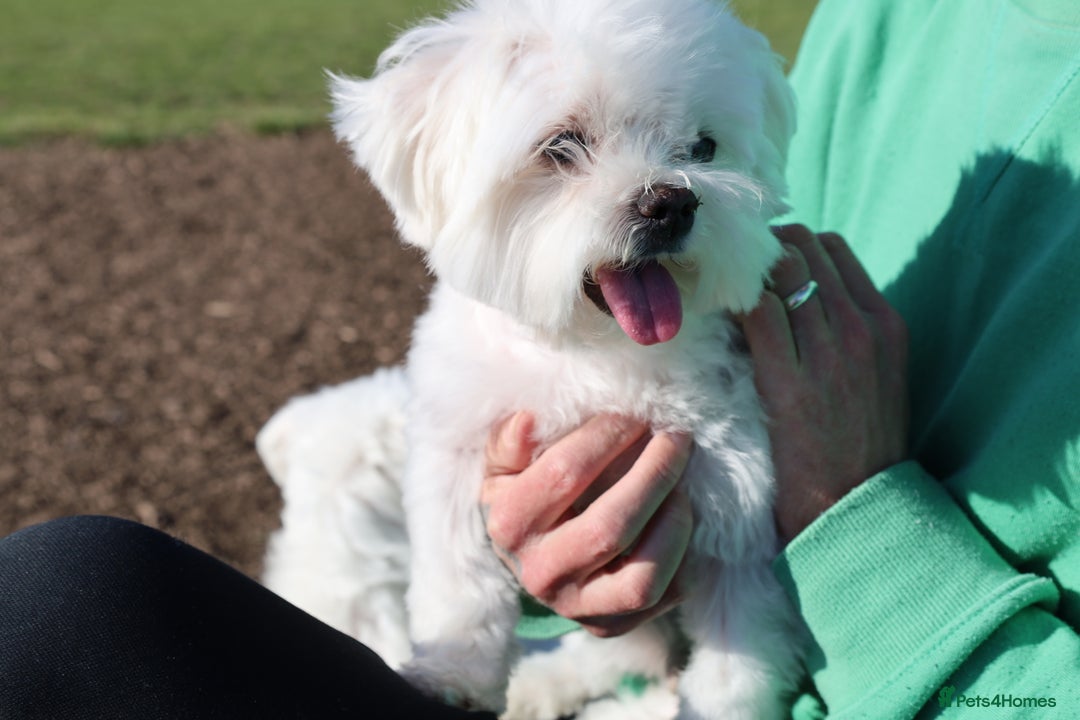 Maltese dogs for sale: Maltese puppies - Image 8