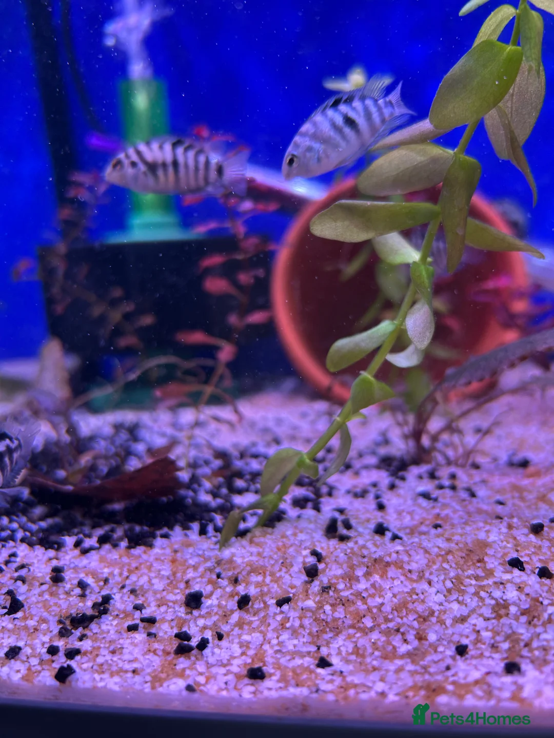 Cichlids fish for sale: 9 convict cichlids  - Advert 2