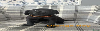 Labrador Retriever 4