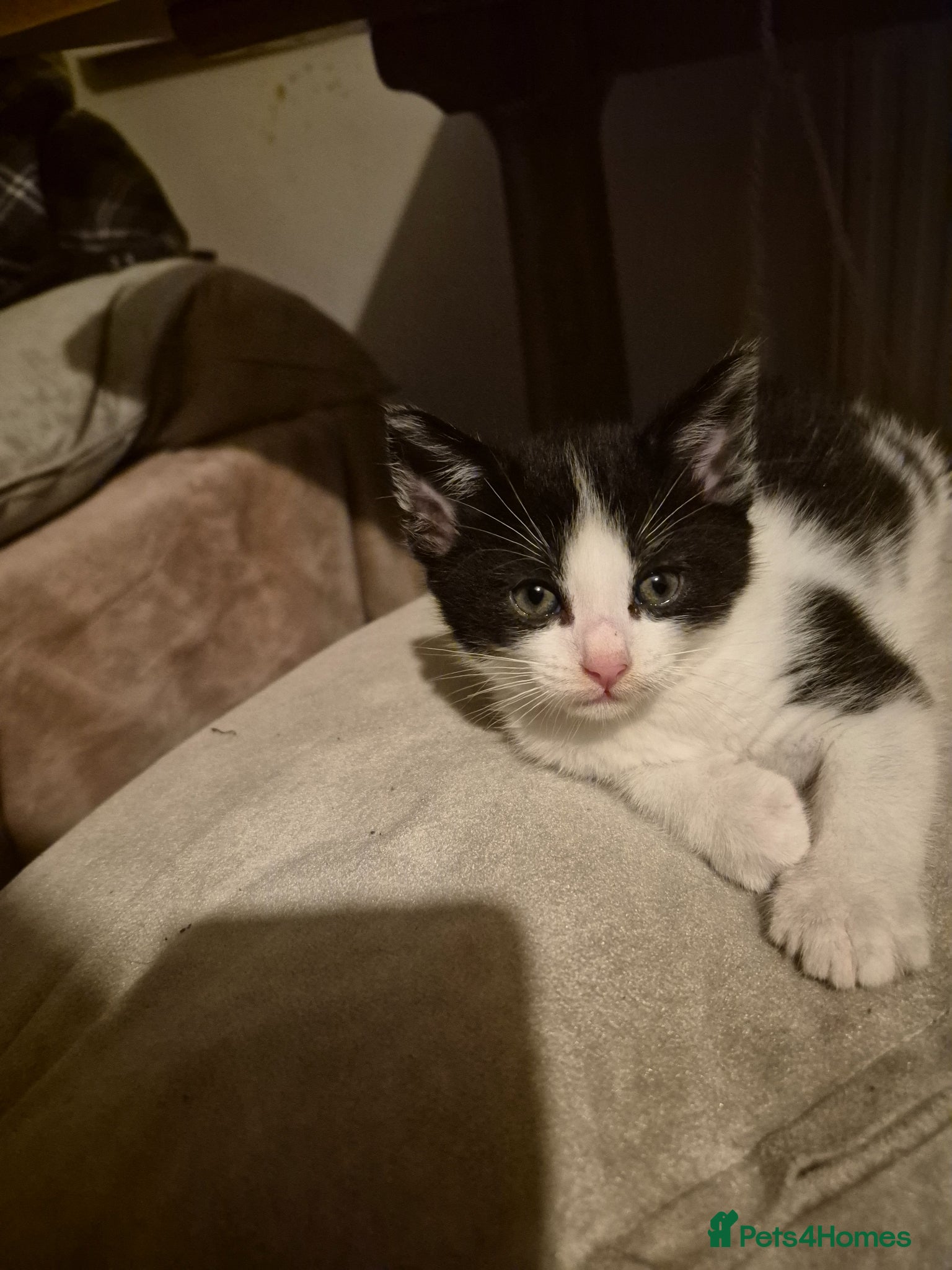 Mixed Breed cats Maine coon cross British shorthair  - Advert 1