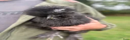 Chickens poultry for sale: 2 x pairs of bearded silkies  in Tavistock - Advert 5