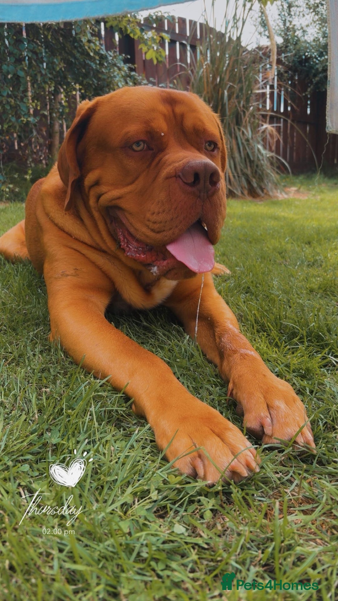 Dogue De Bordeaux dogs for stud: Dogue de bordeaux for stud - Image 4