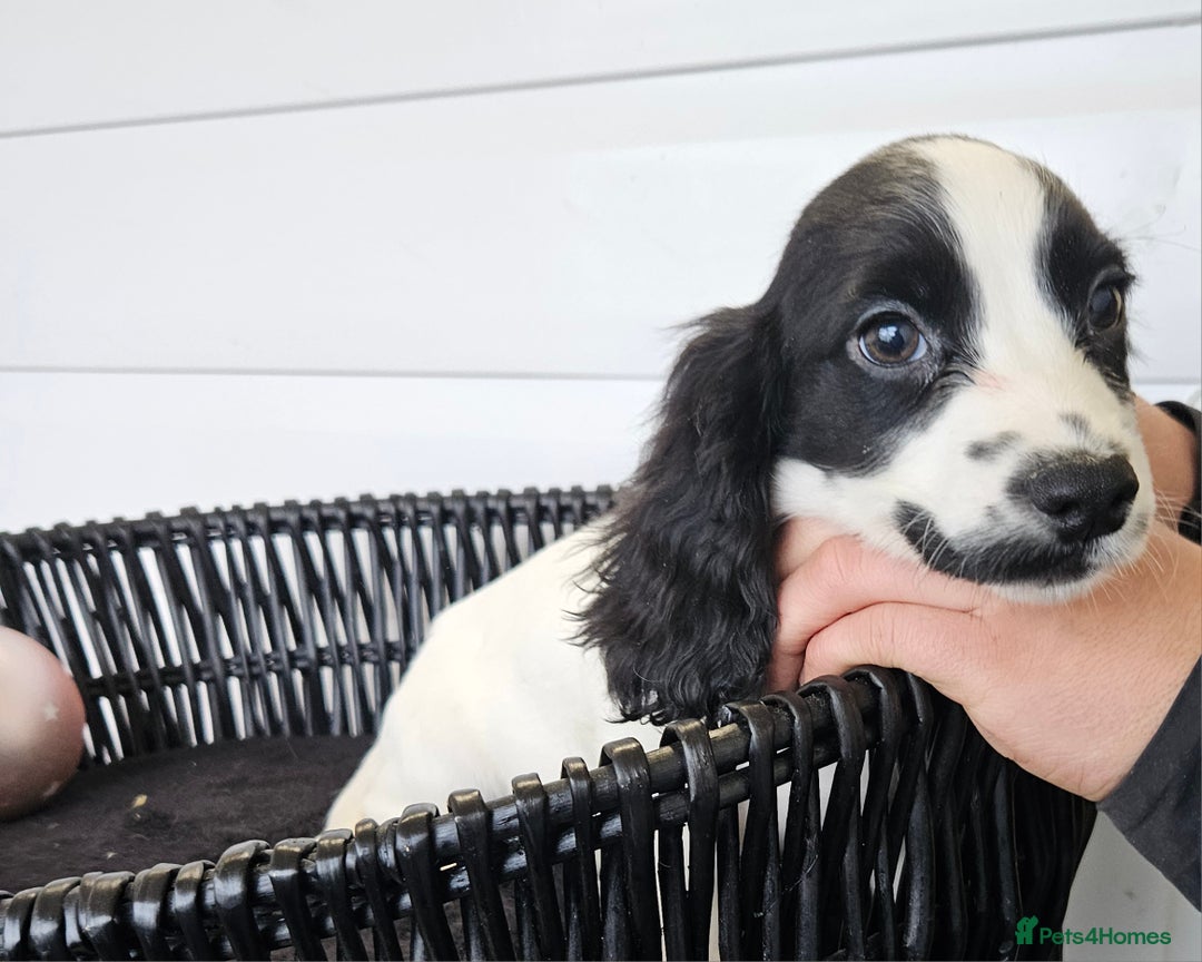 Cocker Spaniel dogs for sale: Working type rare marking cocker spaniels - Advert 12