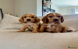 Cocker Spaniel dogs for sale: Stunning Litter KC Reg Show Cocker Spaniel Puppies - Image 13