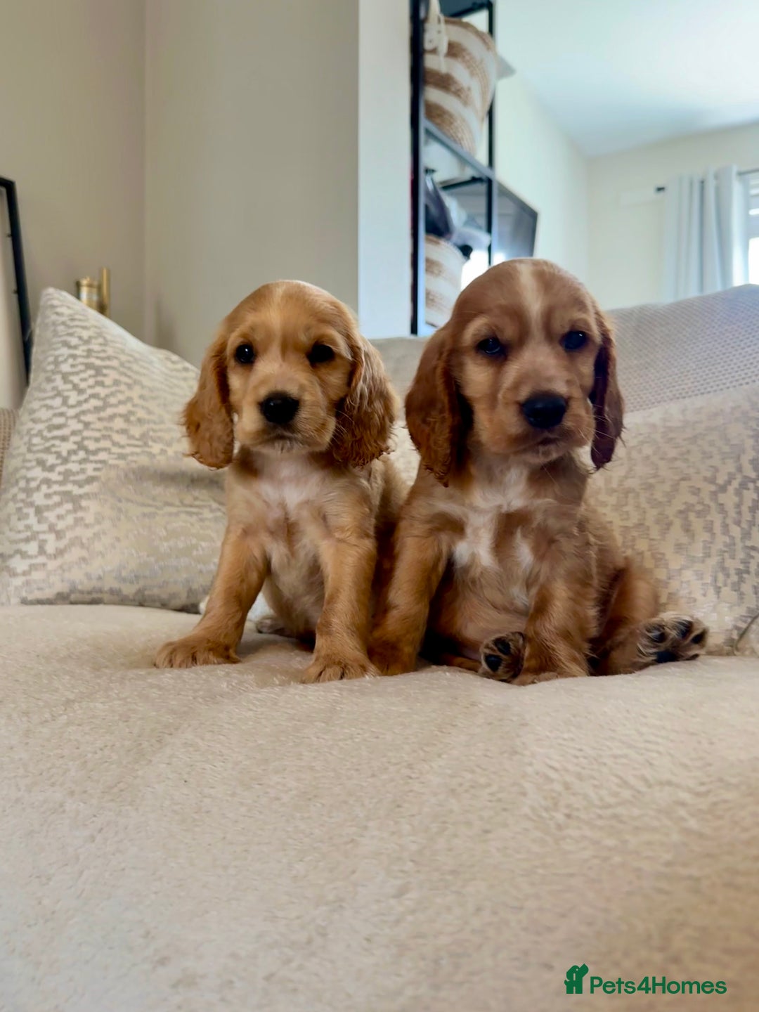 Cocker Spaniel dogs for sale: Stunning Litter KC Reg Show Cocker Spaniel Puppies - Image 13