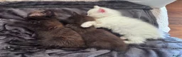 Mixed Breed cats for sale: Got three beautiful kittens for sale  in Canvey Island - Advert 4