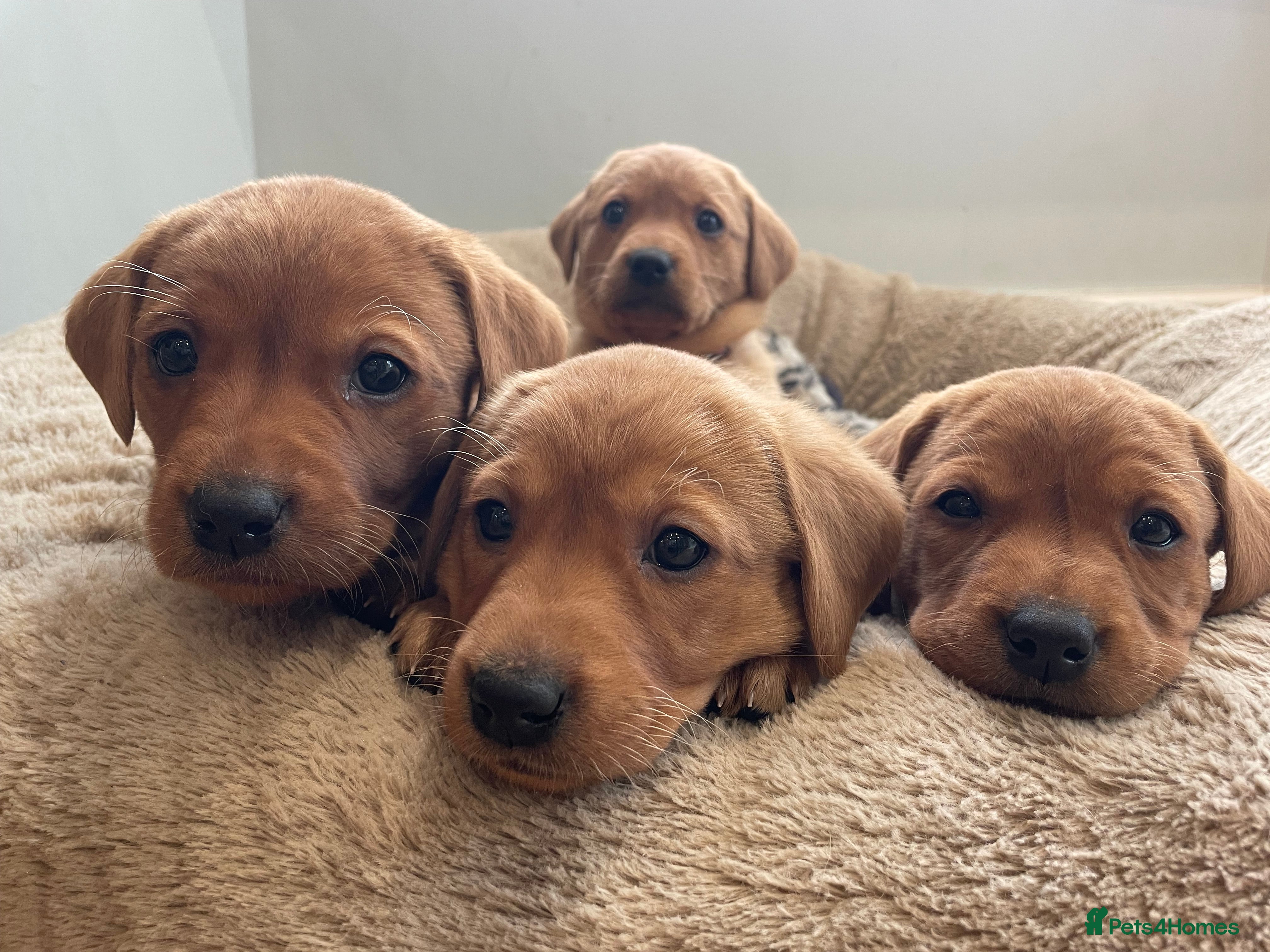 Labrador Retriever dogs Beautiful KC Registered Fox Red Pups - Advert 5