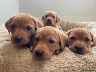 Labrador Retriever dogs Beautiful KC Registered Fox Red Pups - Advert 5