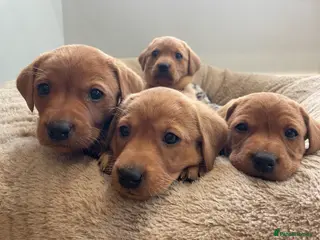 Labrador Retriever dogs Beautiful KC Registered Fox Red Pups - Advert 8