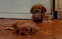 Cocker Spaniel dogs for sale: Cocker spaniel puppies  - Image 13