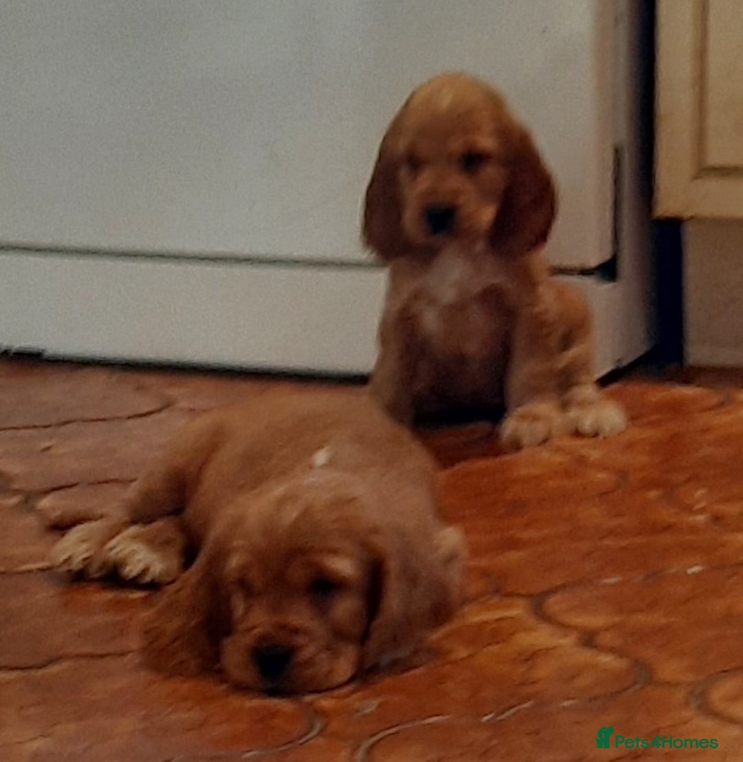 Cocker Spaniel dogs for sale: Cocker spaniel puppies  - Image 13