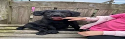Bordoodle dogs for sale: Bordoodle Puppies Last Remaining Two ⭐ - Advert 2