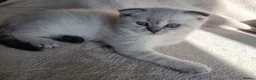 Scottish Fold cats for sale: Scottish Straight and Scottish Fold  - Advert 2