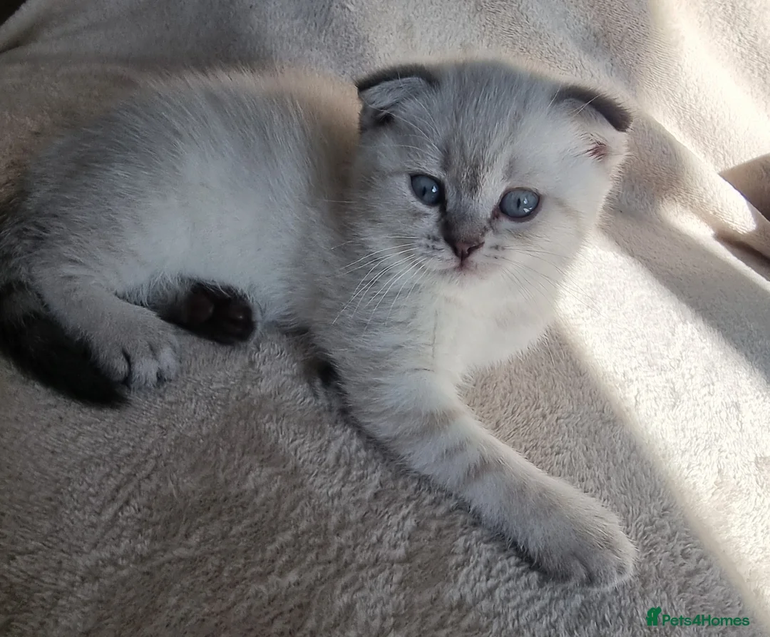 Scottish Fold cats for sale: Scottish Straight and Scottish Fold  - Advert 2