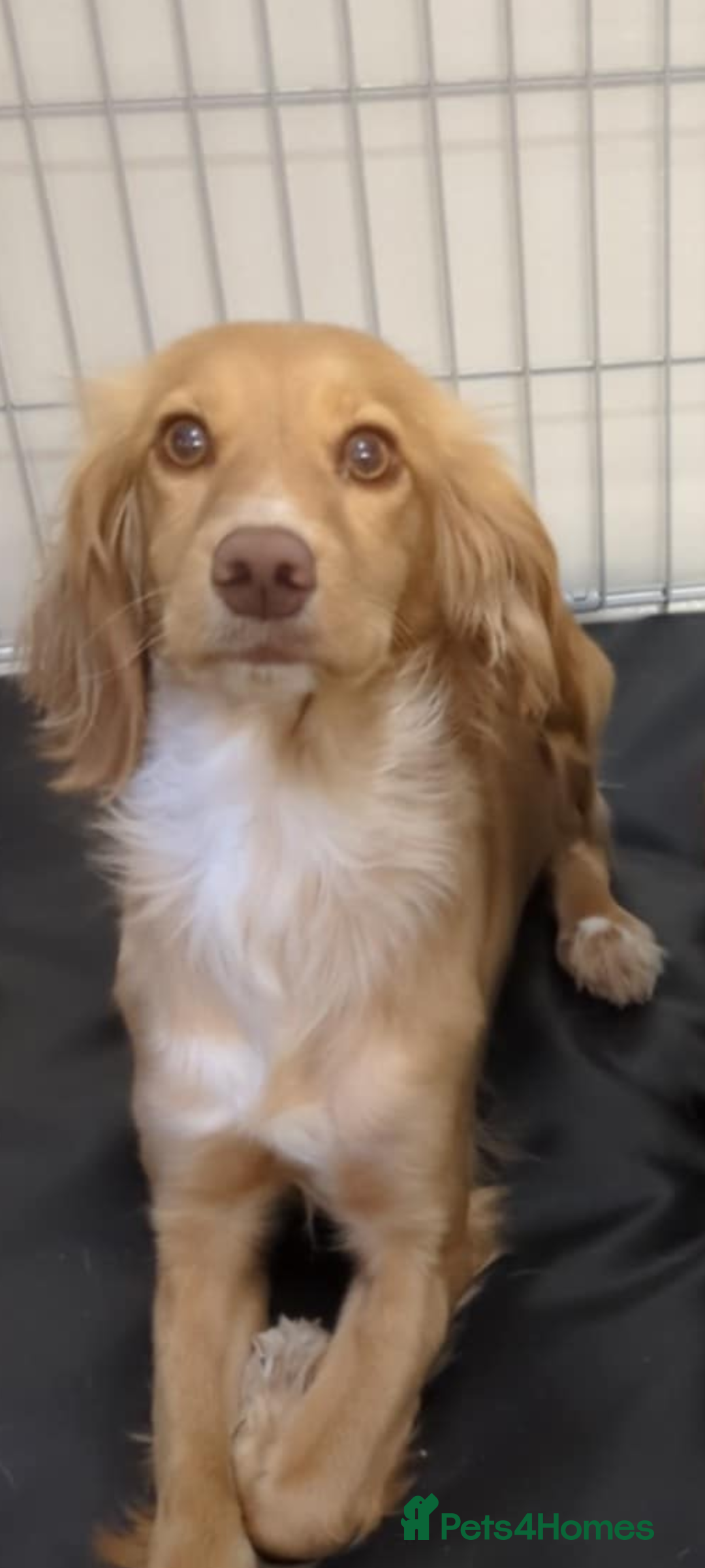 Cocker Spaniel dogs for sale: Sky for sale  - Image 2
