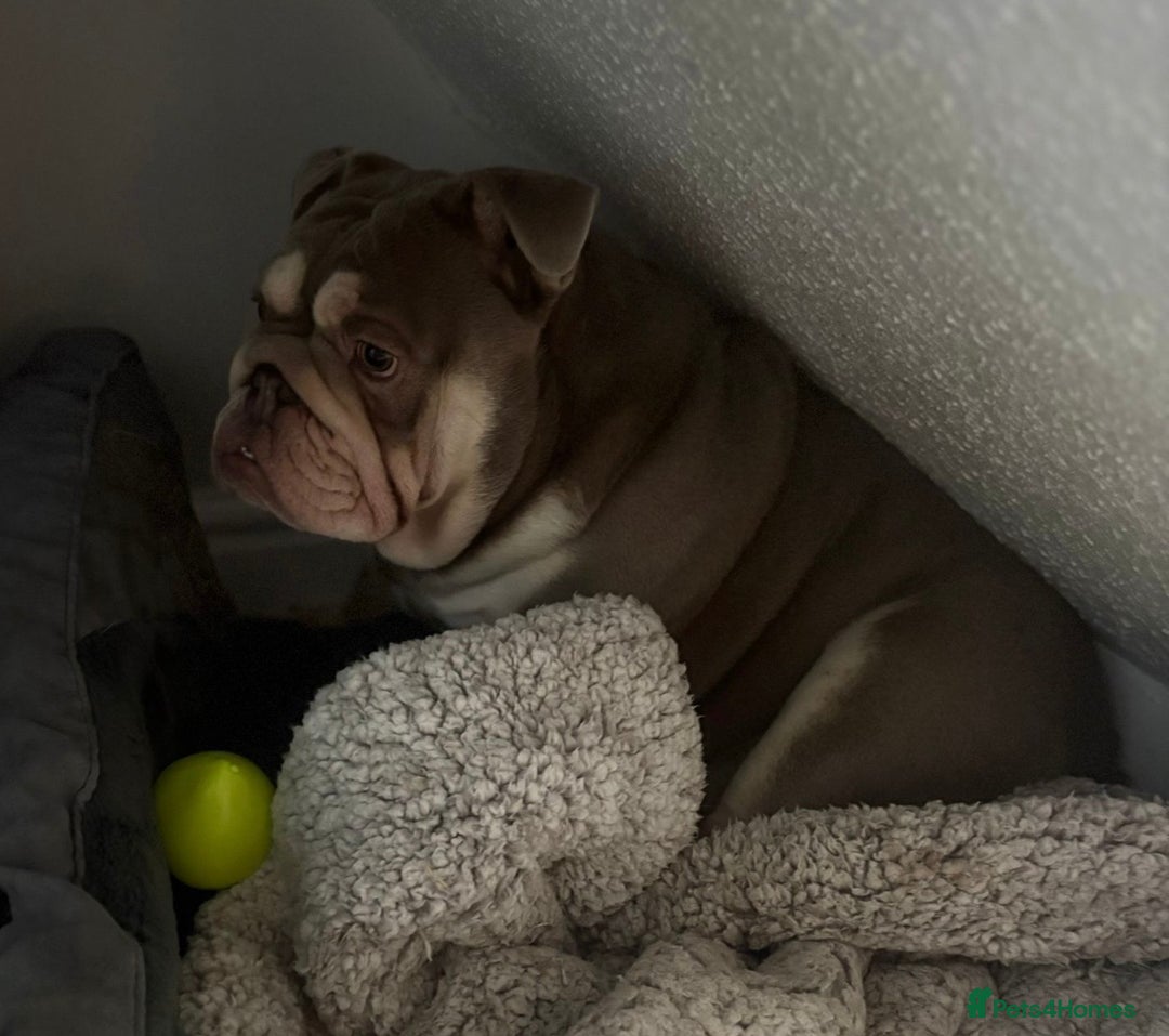 English Bulldog dogs for sale: Lilac & tan bulldog female - Advert 2