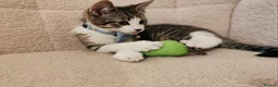 Mixed Breed cats for sale: 4 Loving kittens for sale  - Advert 18