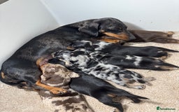 Miniature Dachshund dogs for sale: Miniature Dachshund puppies - Image 5