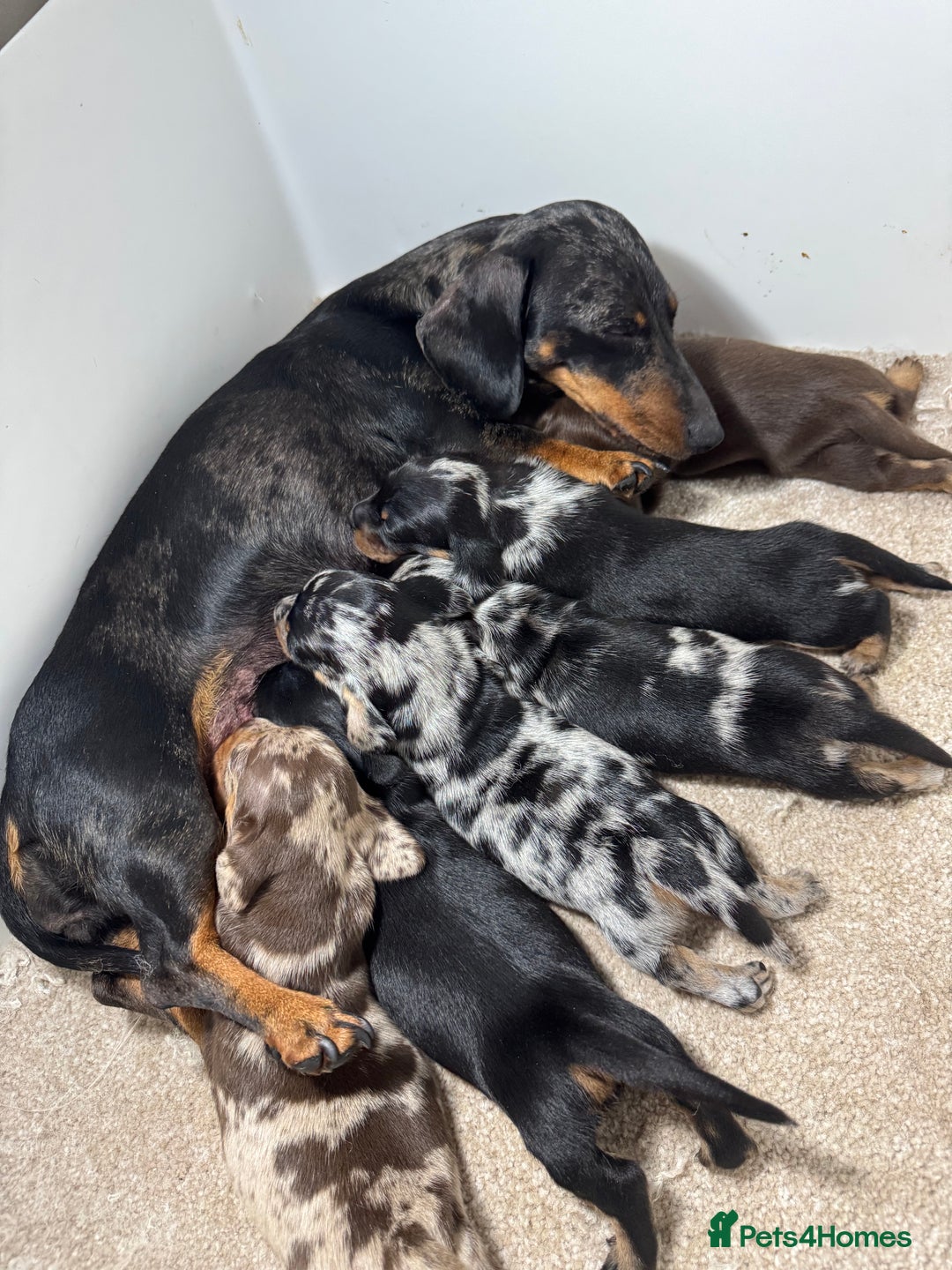 Miniature Dachshund dogs for sale: Miniature Dachshund puppies - Image 5