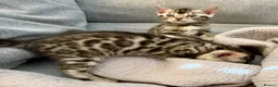 Bengal cats for sale: 4 Gorgeous Bengal Kittens ready for reservation  - Advert 18