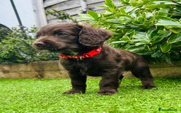Cockapoo dogs for sale: F2 Toy Cockapoos, Two chocolate boys left - Image 11