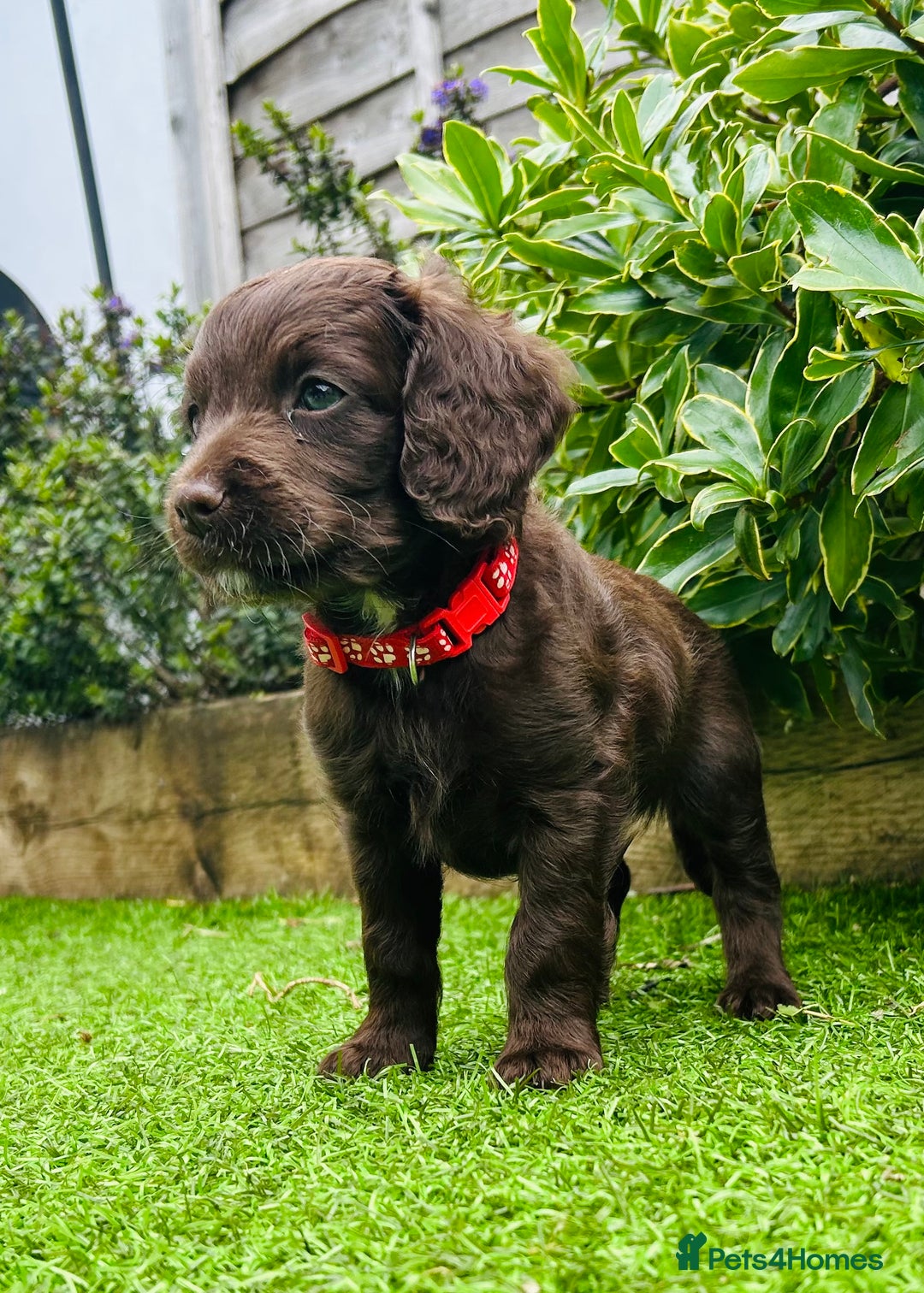 Cockapoo dogs for sale: F2 Toy Cockapoos, Two chocolate boys left - Image 11