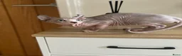 Sphynx cats for sale: Last beautiful sphynx  - Advert 6