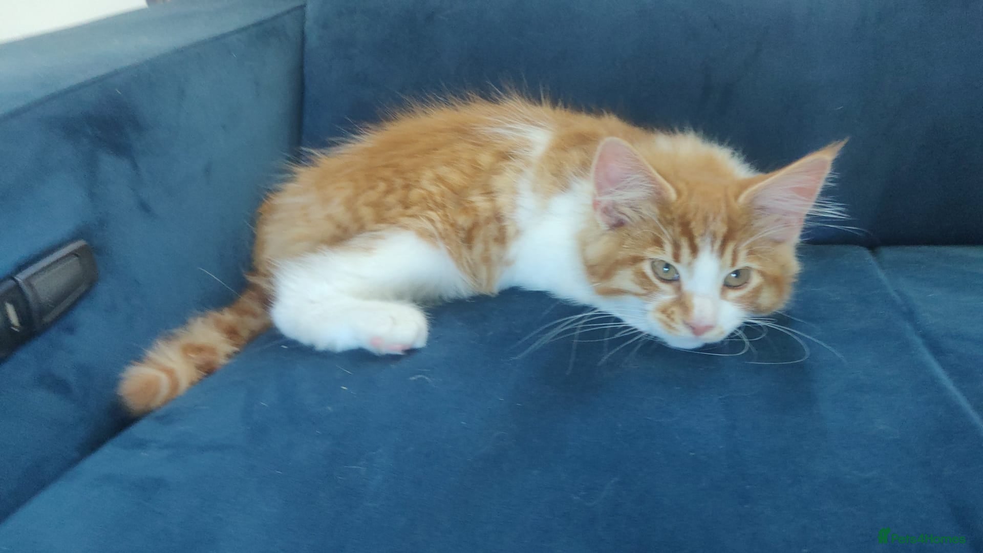 Mixed Breed cats Mixed race kittens for sale.  - Advert 2